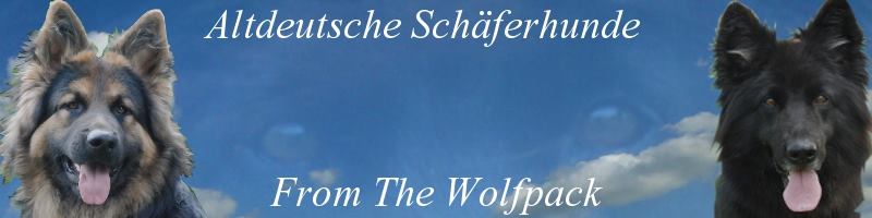Altdeutsche schäferhund from the wolfpack